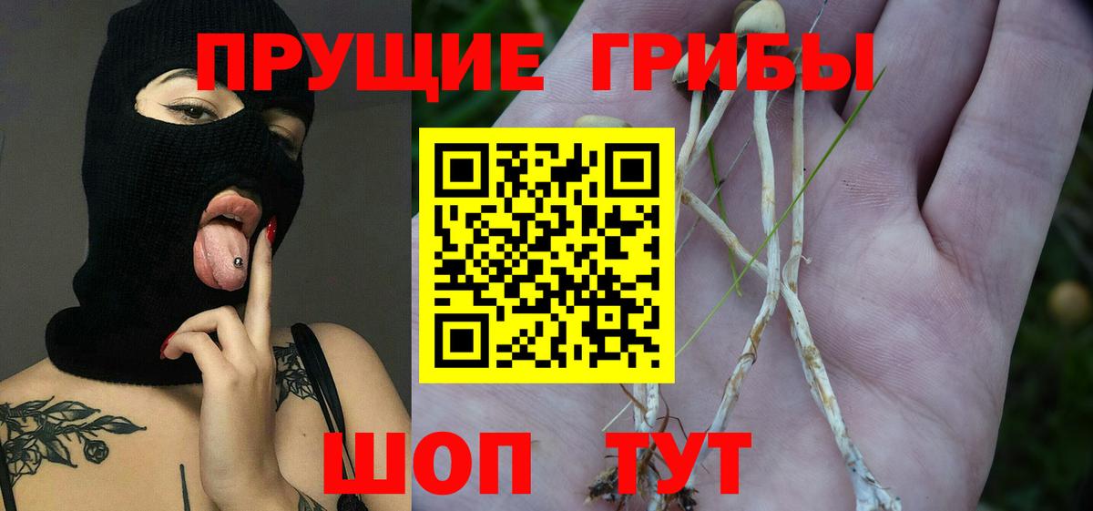 Псилоцибиновые грибы мухоморы Гатчина
